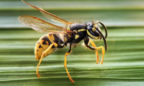 wasp control | European wasp threat increases