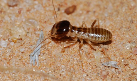 Best Termite Control Service in Melbourne|Visual Termites Inspection Melbourne | Pests at work