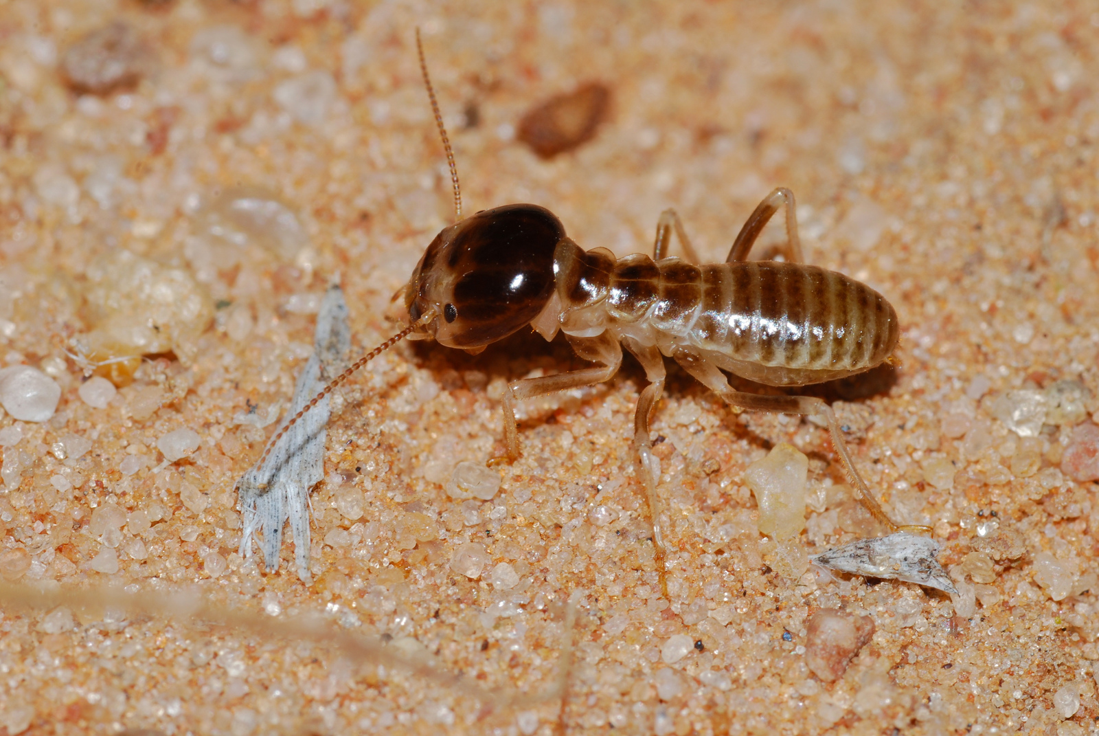 Best Termite Control Service in Melbourne|Visual Termites Inspection Melbourne | Pests at work
