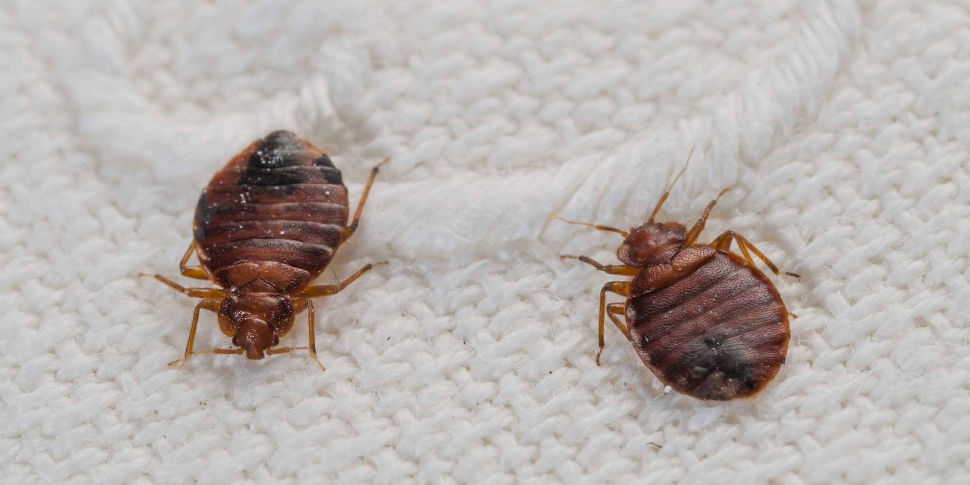 Bed Bug Elimination Melbourne | Pest Control Empire