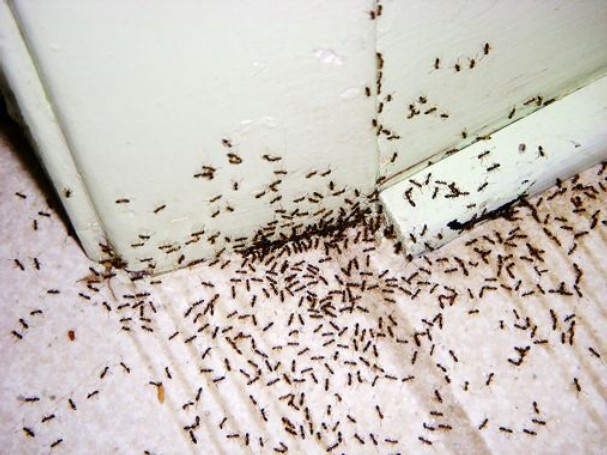 Ant Removal Melbourne | Pest Control Empire