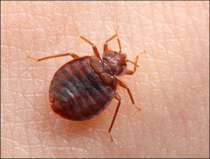 Bed Bug Removal Melbourne | Pest Control Empire