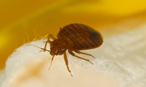 Removal of Bedbugs Melbourne