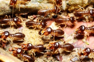 Termite Control Melton | Pest Control Empire