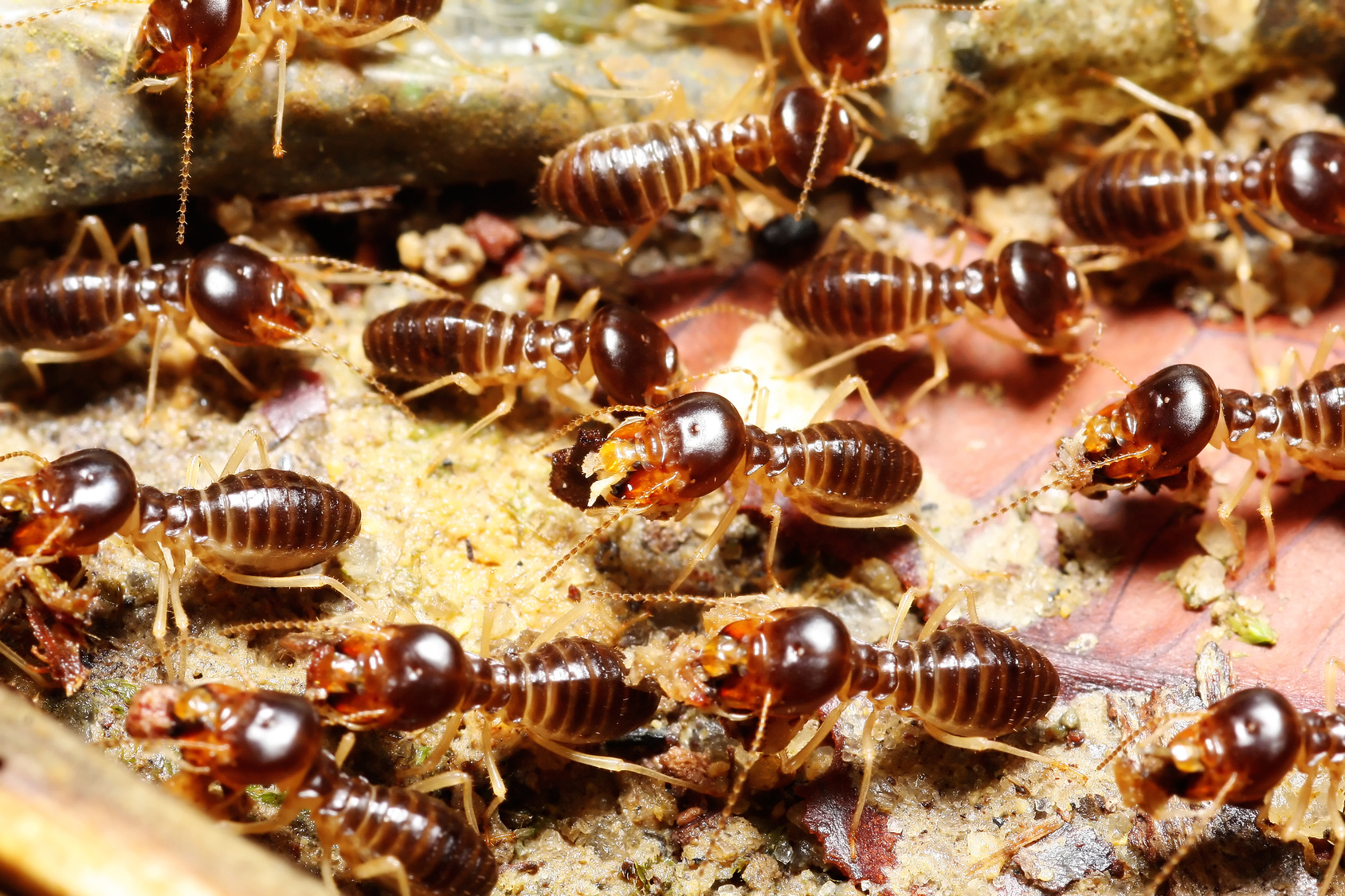 Termite Infestation | Termite Control Melton | Pest Control Empire