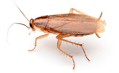 German Cockroach Control | Pest Control Empire