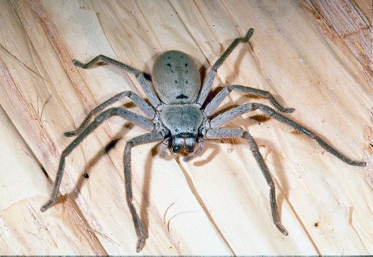 Spider Control Melbourne | Pest Control Empire