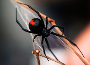 Spiders control | Red back spider in web