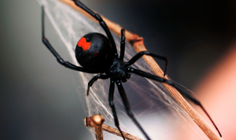 Red back spider in web | Pest Control Melbourne