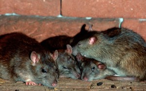 Rats in Sunbury | Pest Control Empire