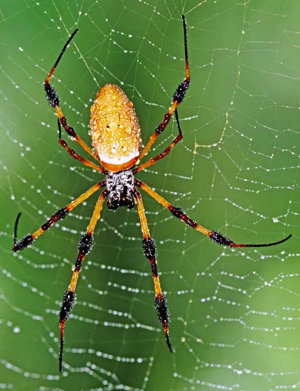 Spider Control Melbourne | Spider Spray | Pest Control Empire