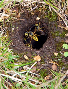 Wasp Nest in Soil | Pest Control Empire