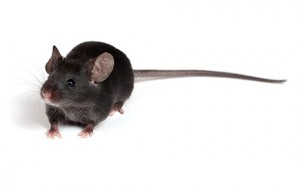 Rat Control | The roof rat