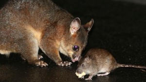 Possums and Rats | Pest Control Empire
