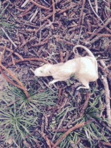 A dead rat carcass