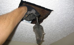 Dead Rodent | Pest Control Empire