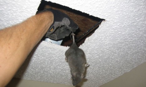 Dead Rodent | Pest Control Empire