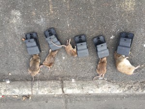 Rodent Control Footscray |Pest Control Empire
