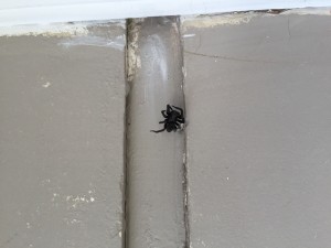 Spider Removal Caroline Springs