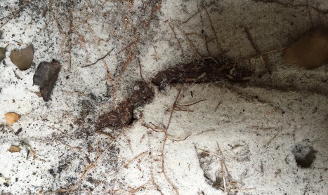 Termites Melbourne | Pest Control Empire
