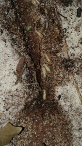 Termites Foraging in Mentone