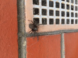 Spider Removal Melbourne