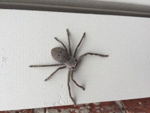 Huntsman Spider Control Melbourne