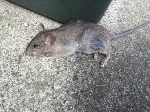 Rat Elimination Melbourne