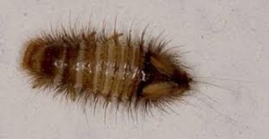 Carpet Beetle Control Melbourne | Pest Control Empire