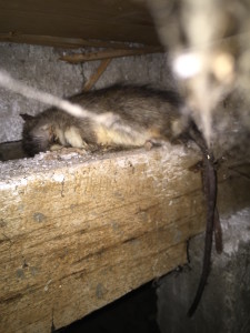 rat dead in roof