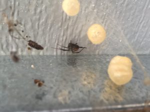 Red Back Spider With Eggs | Pest Control Melbourne Eastern Suburbs