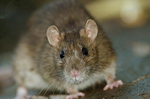 Mouse Exterminator Melbourne
