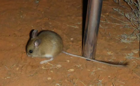How to get rid of mice in Melbourne