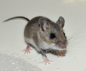 Rat & Mouse Control Melbourne