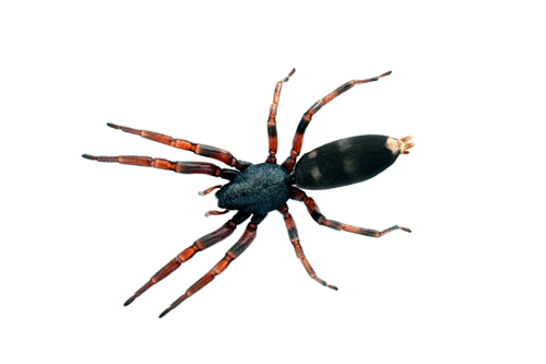 White Tail Spider Removal Melbourne