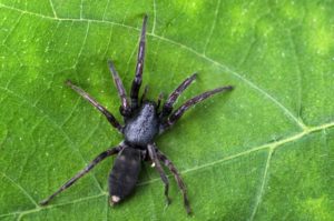 White Tailed Spider Control Melbourne
