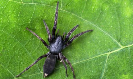 Spider Control Melbourne| Pest Control Fraser Rise | Plumpton