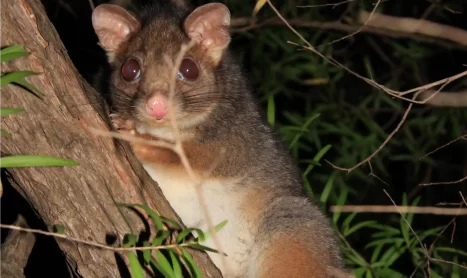 Possum Proofing Croydon