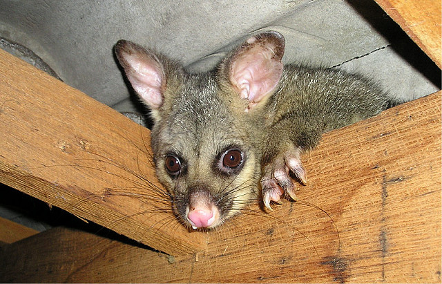 Possum Removal Kew - Pest Control Melbourne