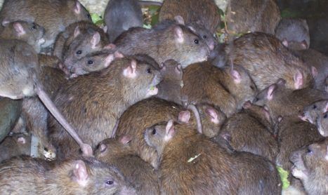 Rats Melbourne | Rat & Mouse Removal in Melbourne - Pest Control Empire - Melbourne