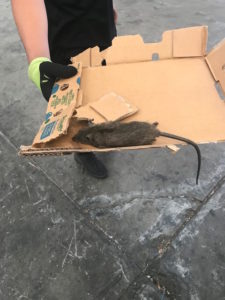 Rat Exterminator Melbourne