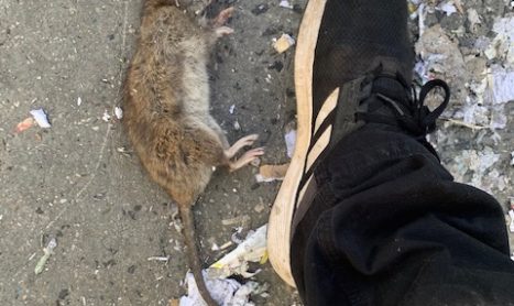 Rodents Invade Melbourne Properties