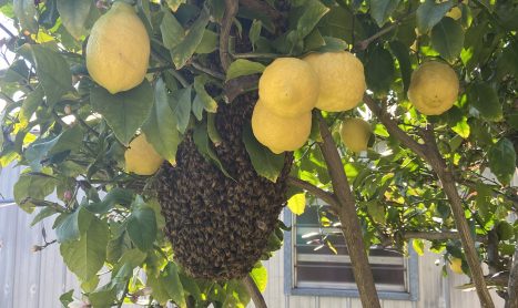 Why Bees Swarm in Melbourne